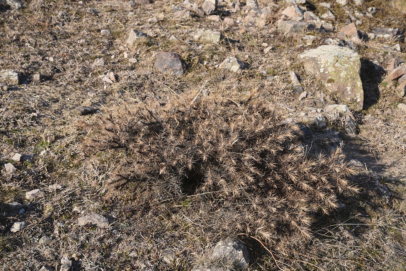 Изображение особи Astragalus denudatus.