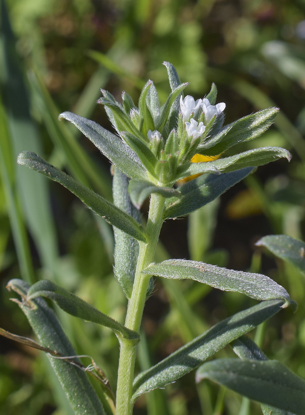 Image of Buglossoides arvensis specimen.