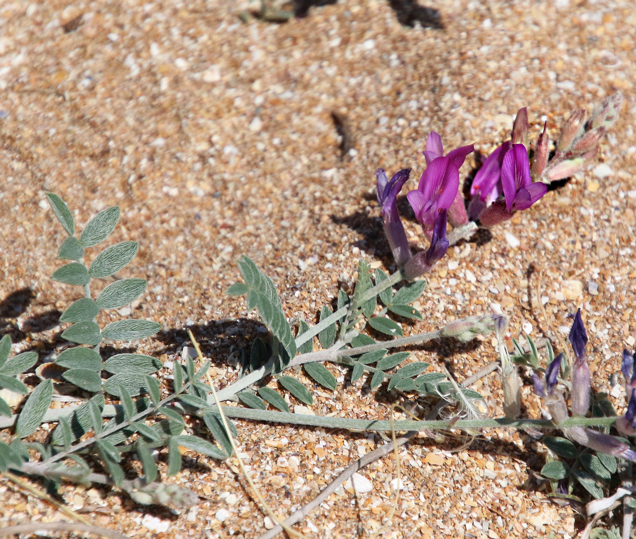 Image of Astragalus varius specimen.