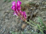 Hedysarum tauricum