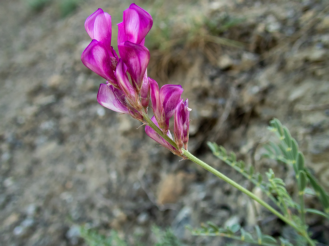Изображение особи Hedysarum tauricum.