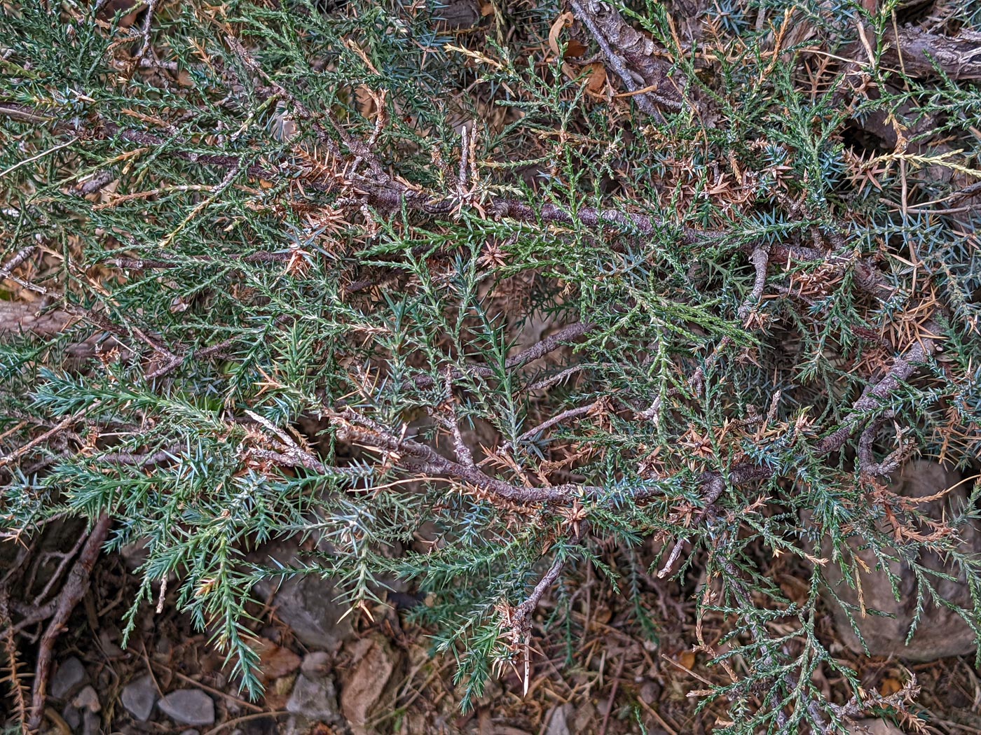 Image of genus Juniperus specimen.