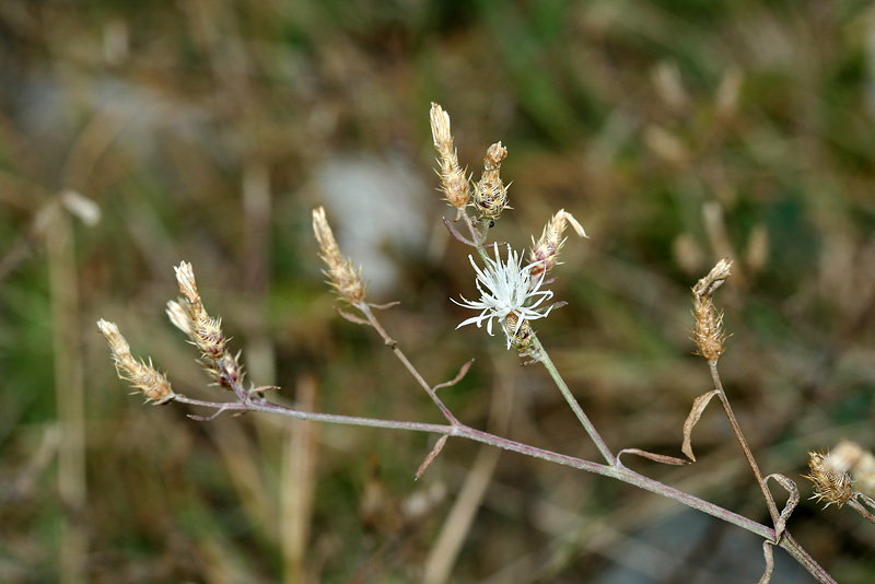 Image of Centaurea diffusa specimen.