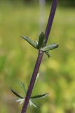 View full-size image Eryngium planum