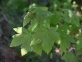 View full-size image Acer pseudoplatanus