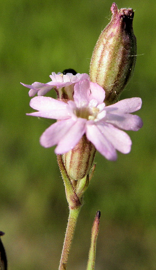 Изображение особи Silene aprica.