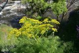View full-size image Foeniculum vulgare