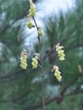 View full-size image genus Corylopsis