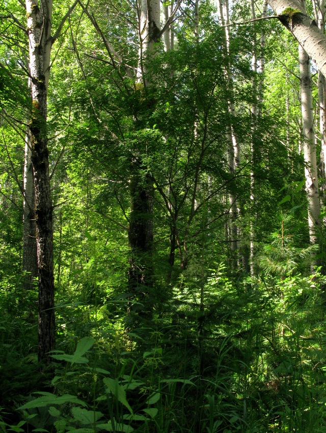 Изображение особи Caragana arborescens.