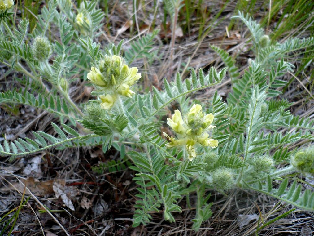 Image of Oxytropis pilosa specimen.