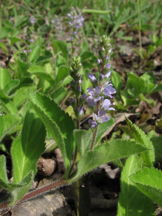 Image of Veronica officinalis specimen.