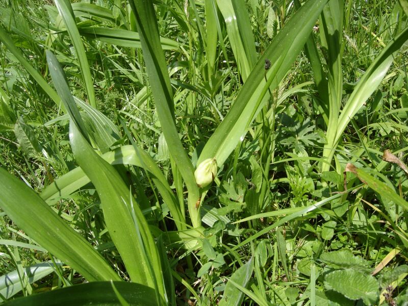 Image of Colchicum autumnale specimen.