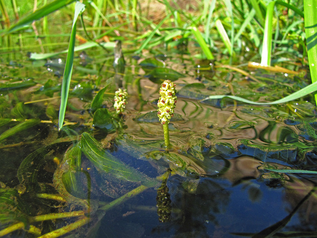 Image of Potamogeton perfoliatus specimen.