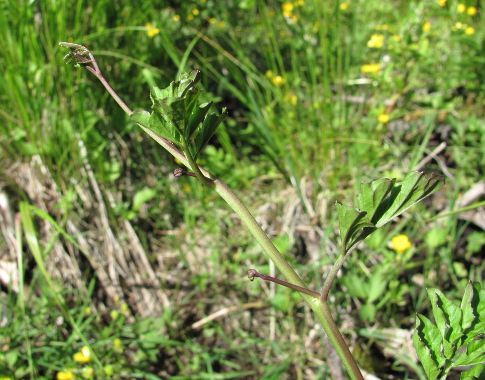 Изображение особи Cardamine amara.