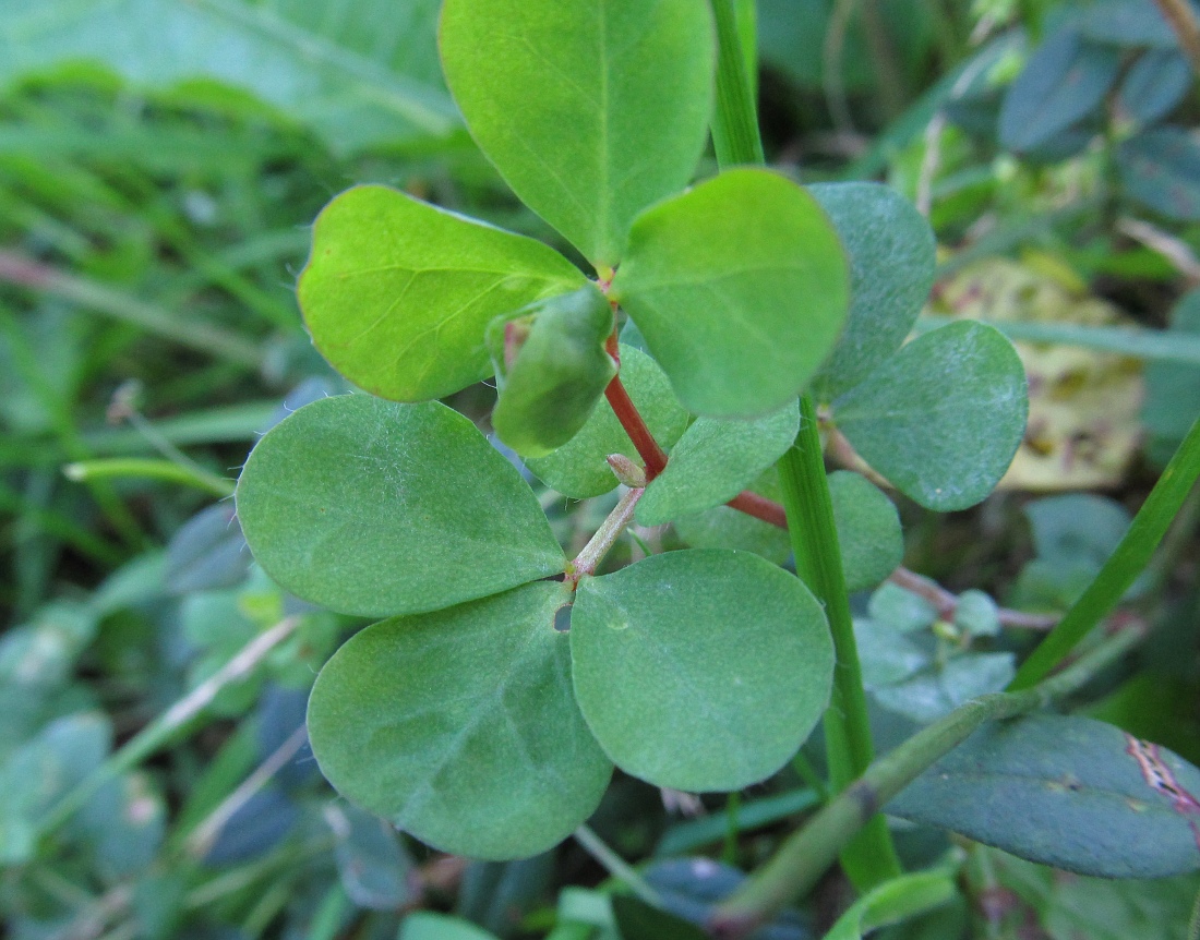 Image of genus Lotus specimen.