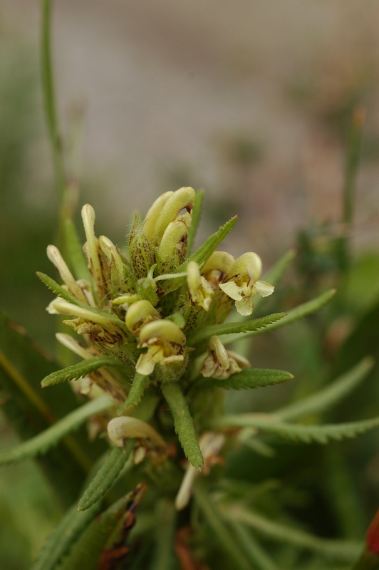 Изображение особи Pedicularis pubiflora.