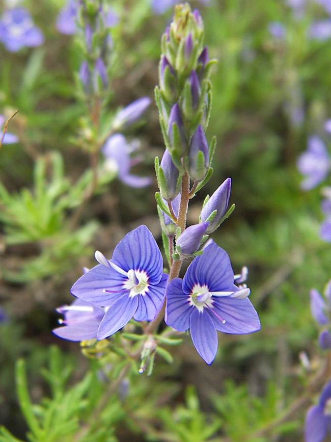 Изображение особи Veronica multifida.