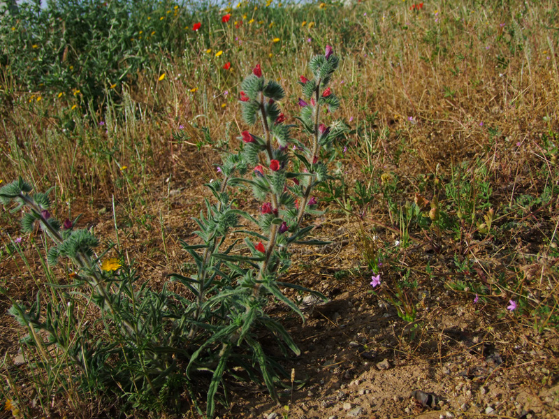 Image of Echium angustifolium specimen.