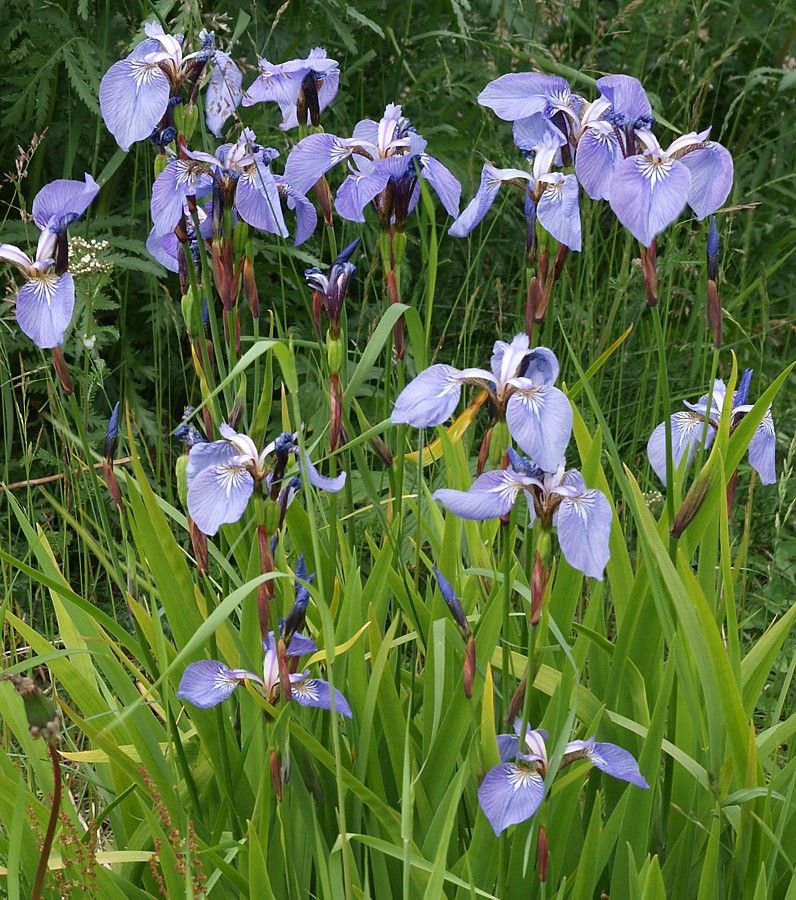 Изображение особи Iris setosa.