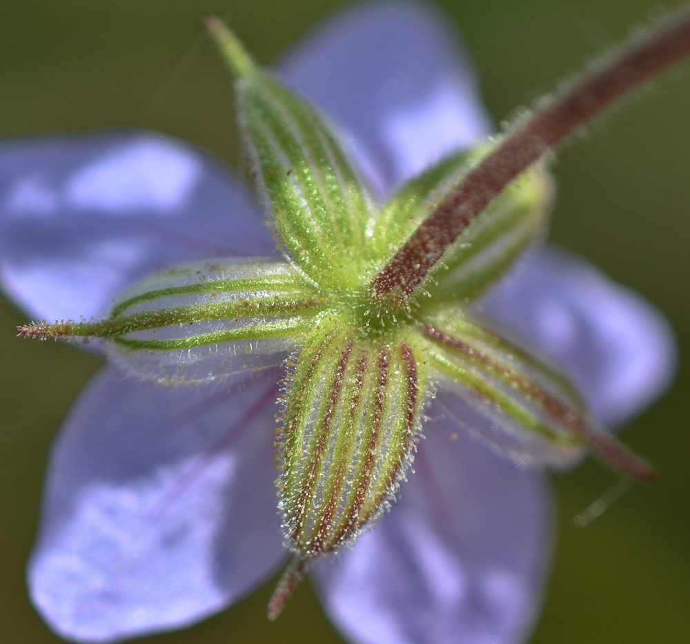 Image of Erodium gruinum specimen.