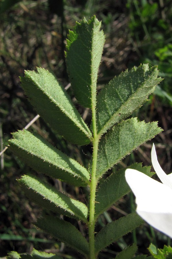 Image of Rosa spinosissima specimen.