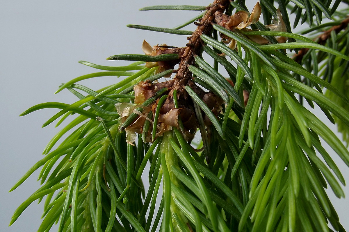 Image of Picea abies specimen.