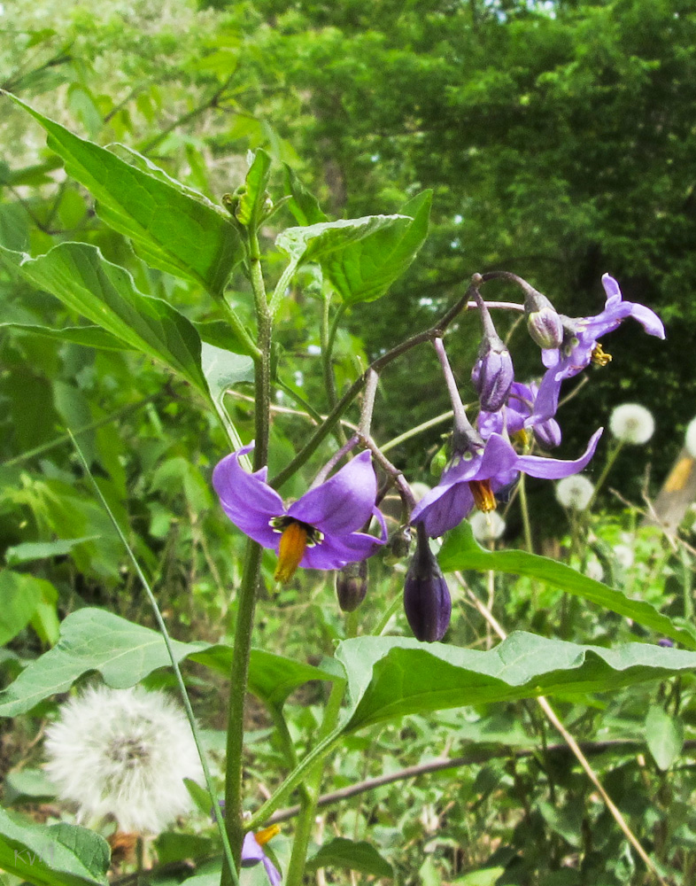 Image of Solanum kitagawae specimen.