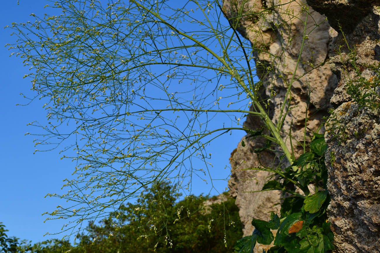 Image of Crambe koktebelica specimen.