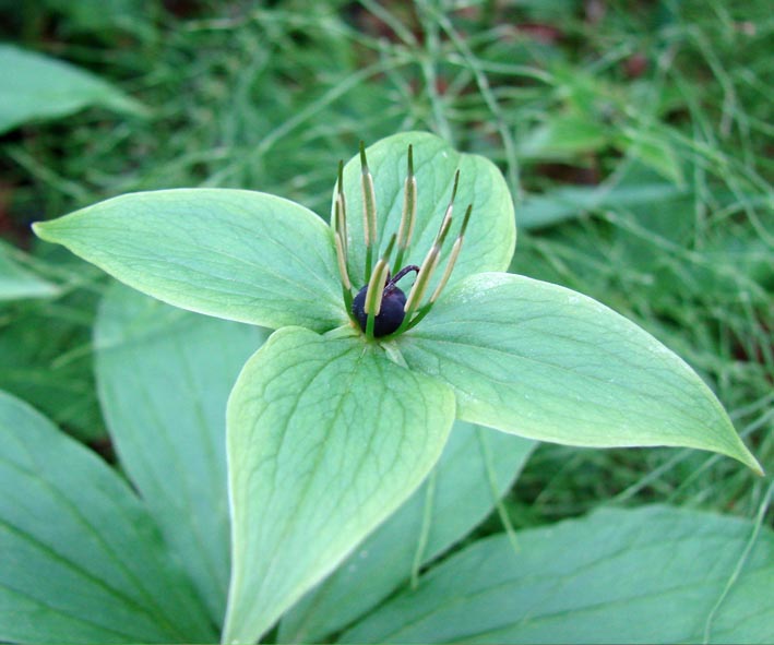 Image of Paris verticillata specimen.