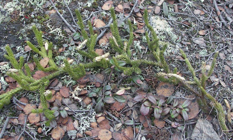 Изображение особи Lycopodium lagopus.