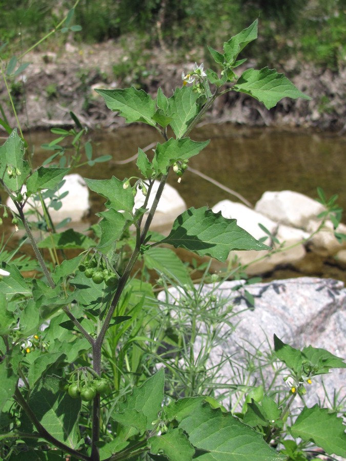 Изображение особи Solanum nigrum.