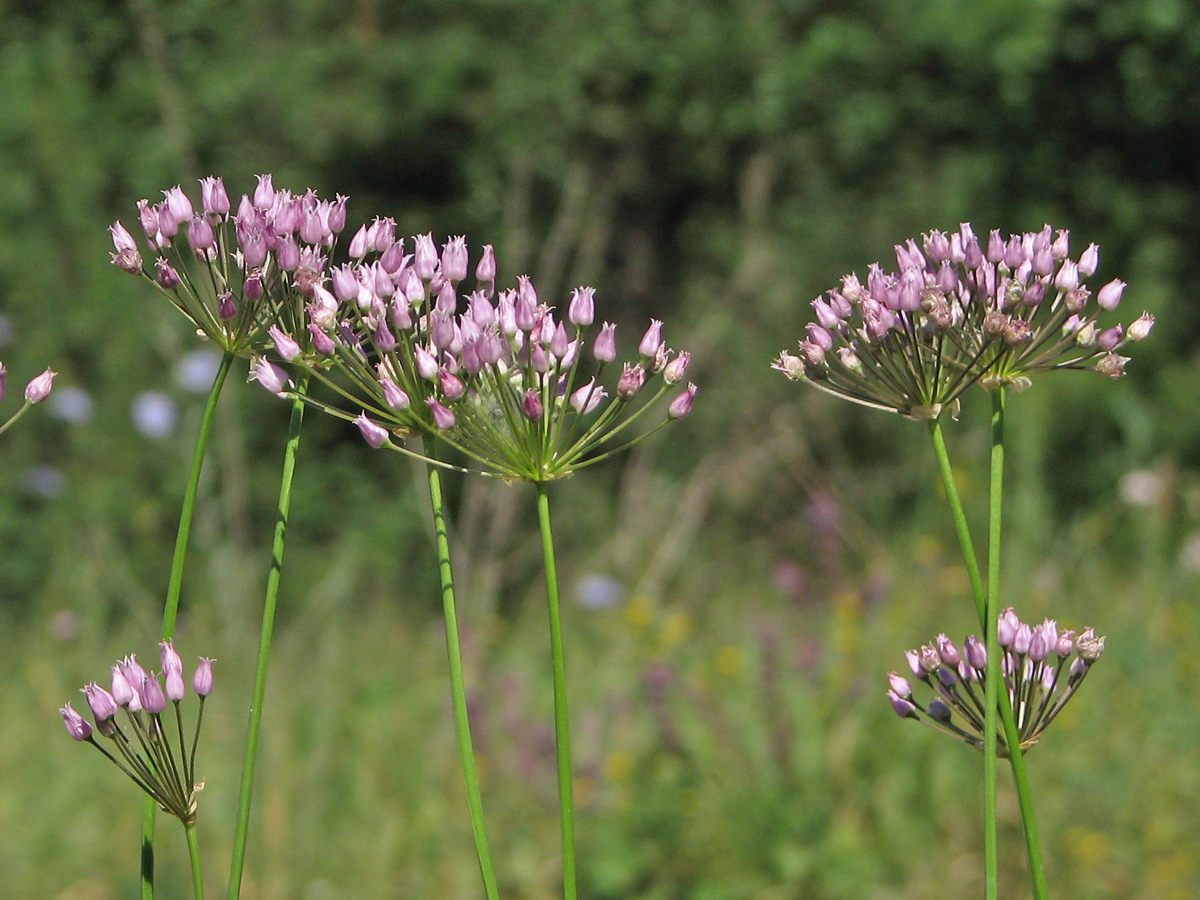 Image of Allium angulosum specimen.