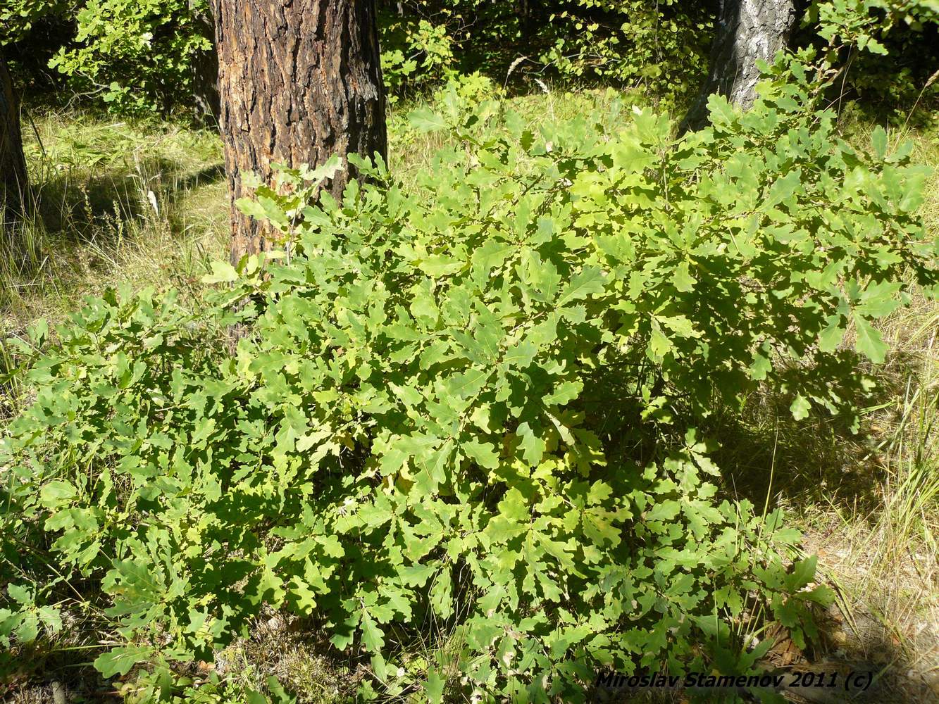 Image of Quercus robur specimen.