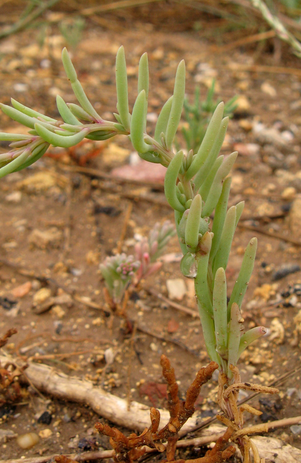 Image of genus Suaeda specimen.