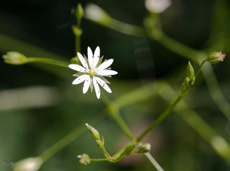 Изображение особи Stellaria graminea.