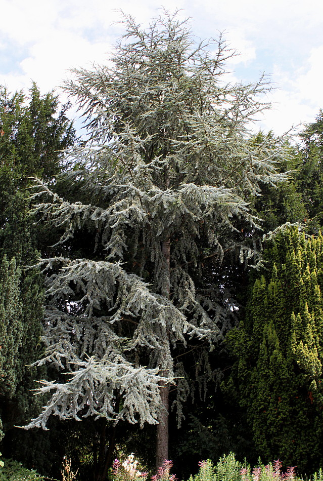 Изображение особи Cedrus atlantica.