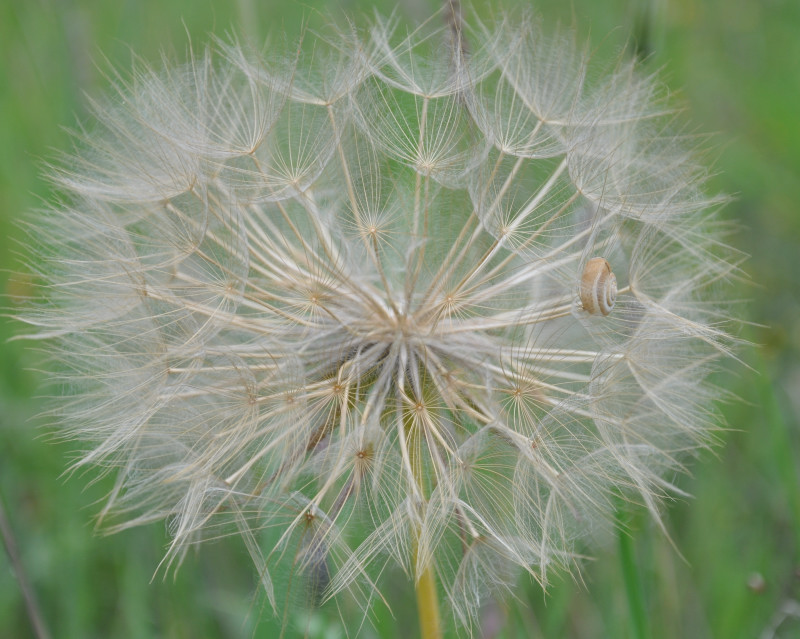 Image of Tragopogon australis specimen.