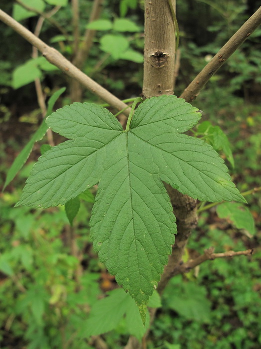 Image of Humulopsis scandens specimen.