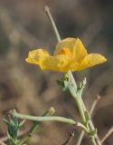 Glaucium flavum. Верхушка побега с цветком и плодами разной степени зрелости. Греция, о. Родос, пос. Фалираки, берег Средиземного моря. 29.07.2012.