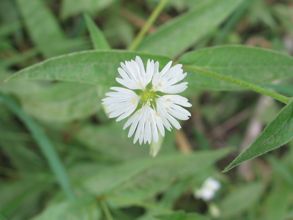 Image of Fimbripetalum radians specimen.