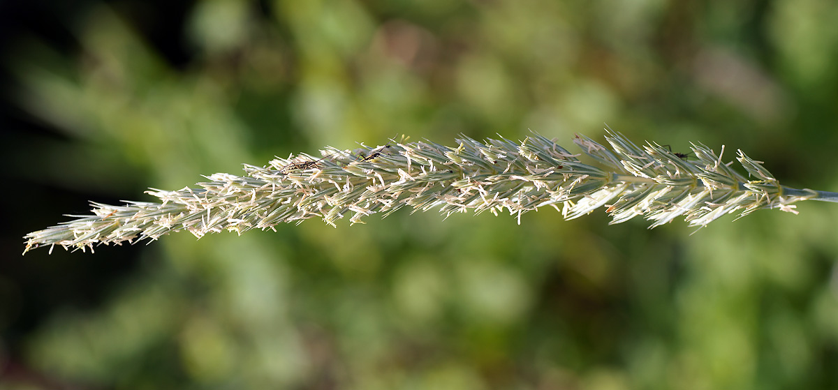 Image of Elytrigia repens specimen.