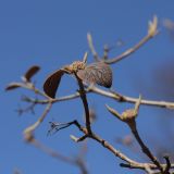 Viburnum lantana. Ветви с просыпающимися цветочными почками. Санкт-Петербург, г. Ломоносов, парк. 01.05.2009.