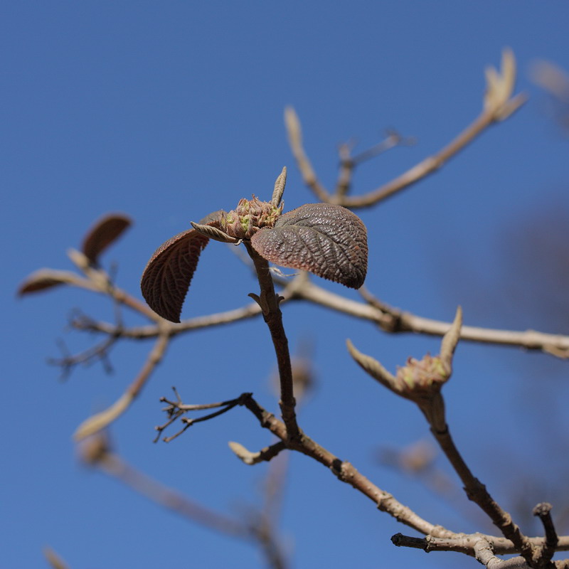 Image of Viburnum lantana specimen.