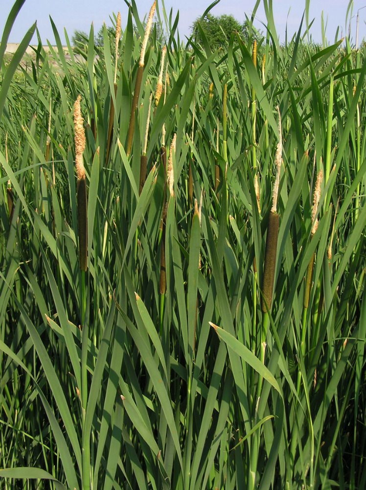 Изображение особи Typha latifolia.