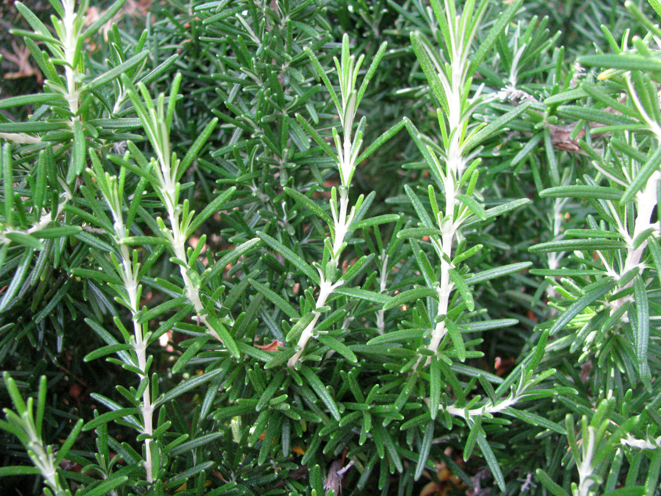 Image of Rosmarinus officinalis specimen.