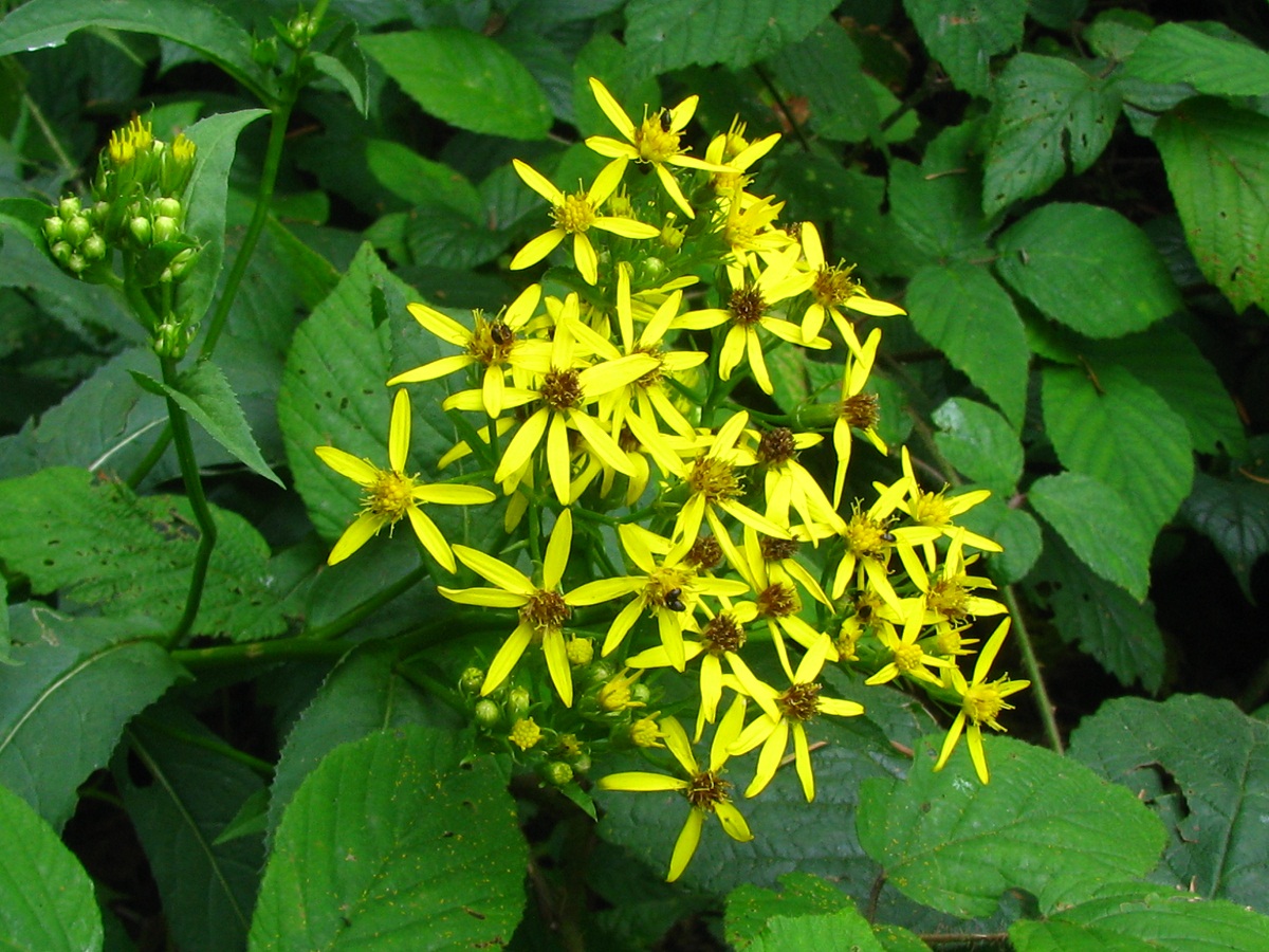 Image of Senecio nemorensis specimen.