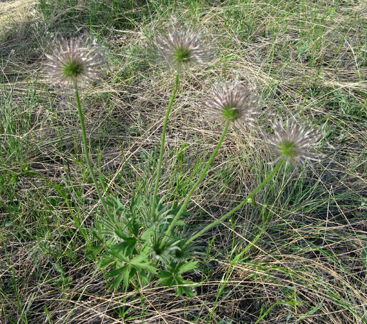 Image of Pulsatilla patens specimen.