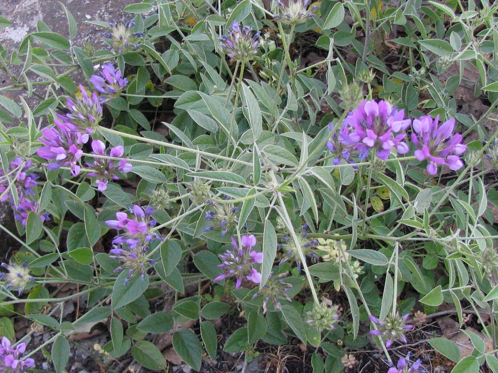 Image of Psoralea bituminosa ssp. pontica specimen.