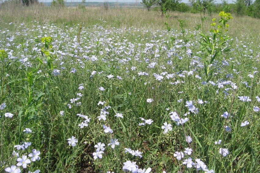 Image of Linum austriacum specimen.