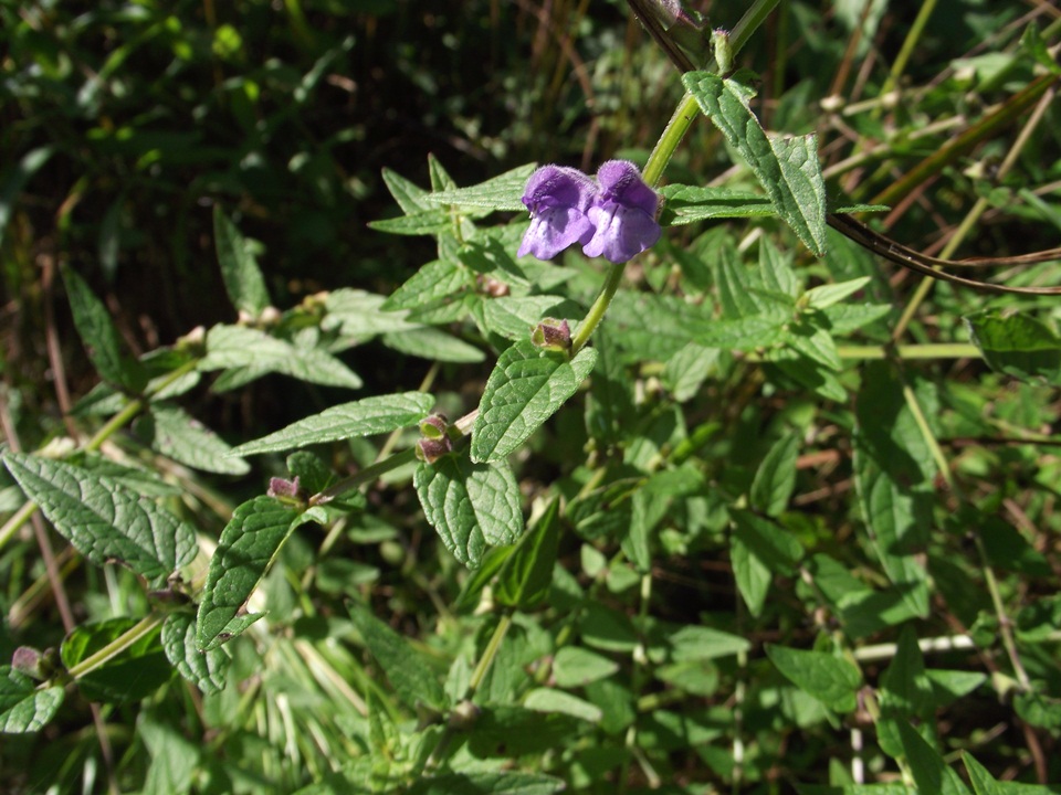 Image of Scutellaria galericulata specimen.